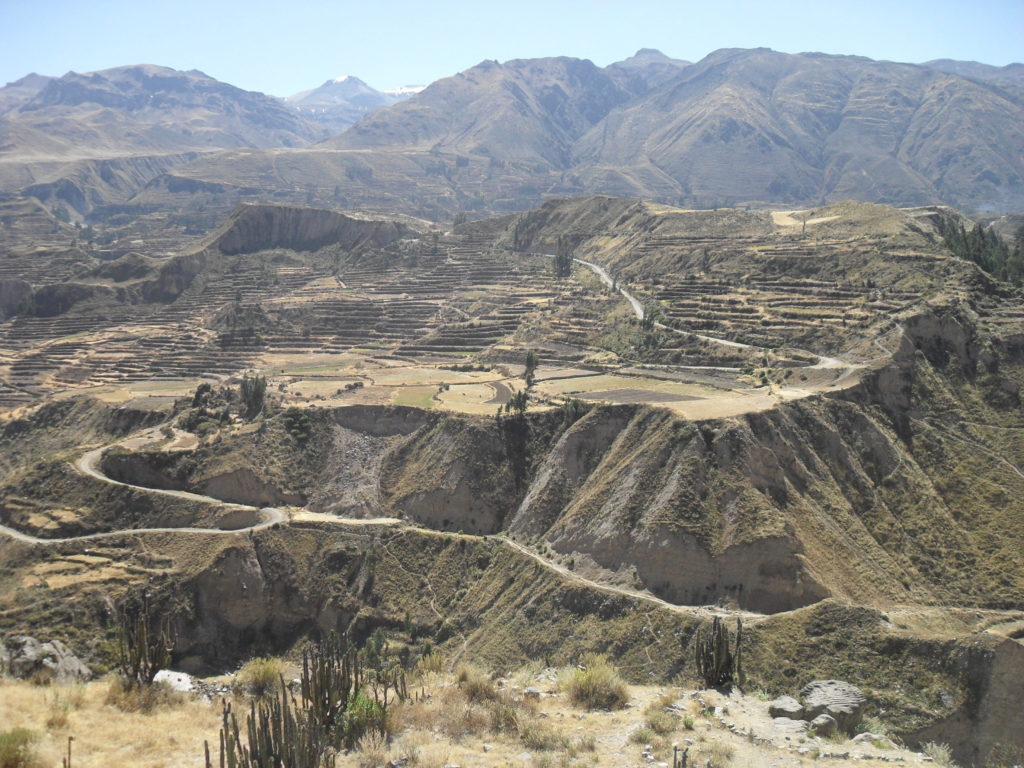 Ausblick auf die Terrassen des Colca-Canyons