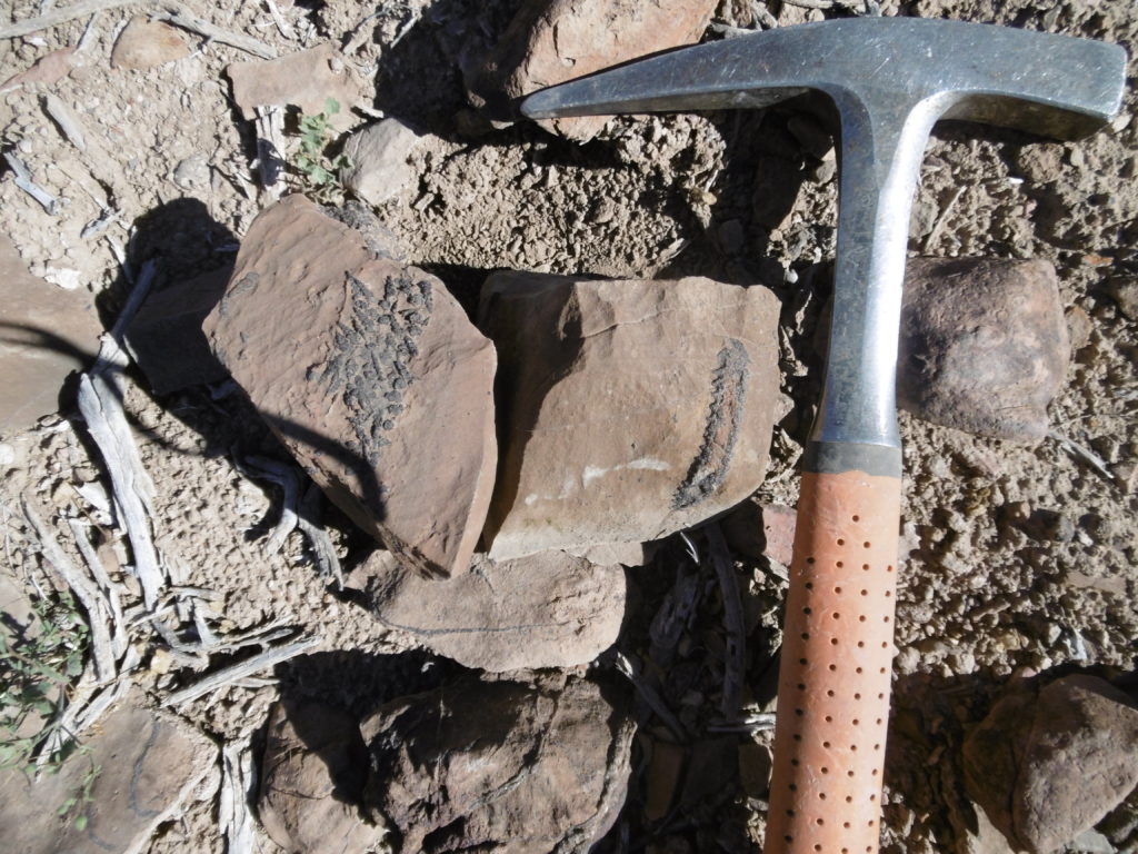 Die Kalksteine im Kartiergebiet enthielten sehr oft Fossilien