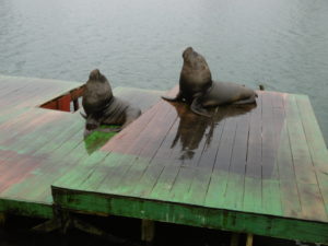 Seehunde auf der Plattform am Río Valdivia
