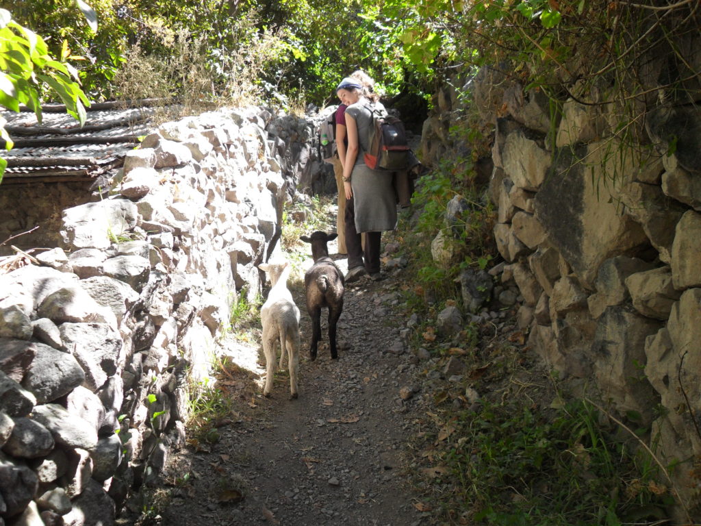 Neugierige Lämmer folgen uns im Colca-Tal. Später gibt es Mittagessen in San Juan de Chuccho 