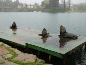 Seehunde auf der Plattform 