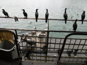 Die Wasservögel am Fischmarkt warten begierig auf Essensreste