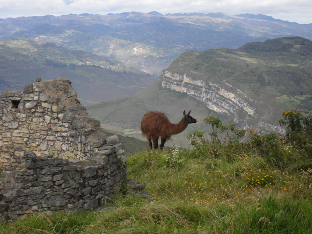 Wunderbar: ein Lama am oberen Rand der Mauern der Festung, im Hintergrund die Gipfel der Ostkordillere