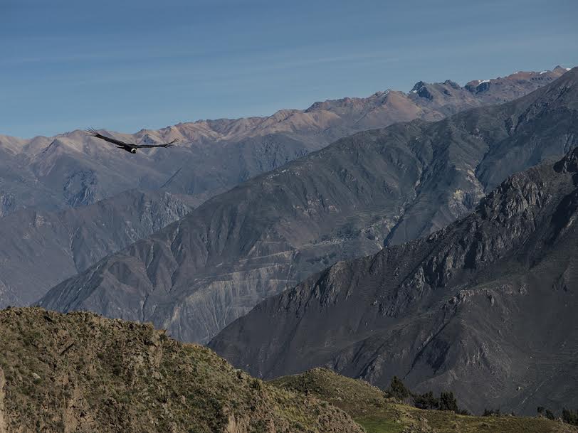 Der Kondor beim Flug über der Schlucht des Canyons