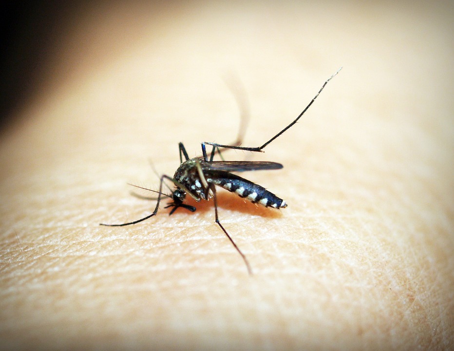 Die Übertragung der Malaria erfolgt durch die Anopheles-Mücke