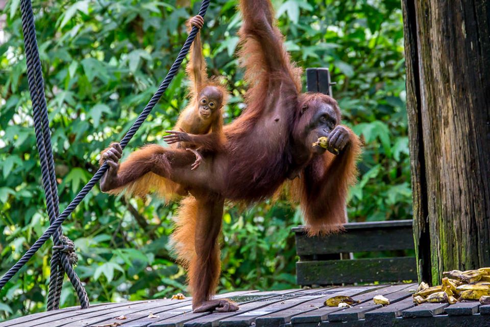 Borneo Malaysia Orang Utans